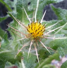 Fotografia da espécie Centaurea benedicta