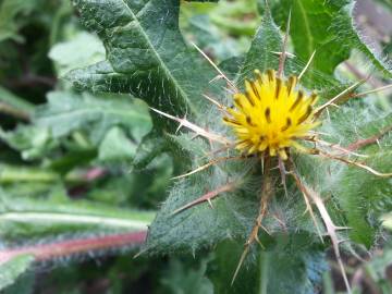 Fotografia da espécie Centaurea benedicta