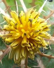 Fotografia da espécie Centaurea benedicta