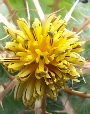 Fotografia 1 da espécie Centaurea benedicta no Jardim Botânico UTAD