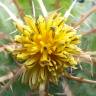 Fotografia 1 da espécie Centaurea benedicta do Jardim Botânico UTAD