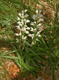 Fotografia da espécie Cephalanthera longifolia