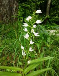 Cephalanthera longifolia