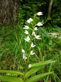 Fotografia da espécie Cephalanthera longifolia