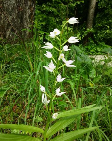 Fotografia de capa Cephalanthera longifolia - do Jardim Botânico