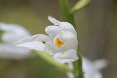 Fotografia da espécie Cephalanthera longifolia