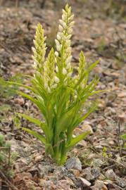 Fotografia da espécie Cephalanthera longifolia