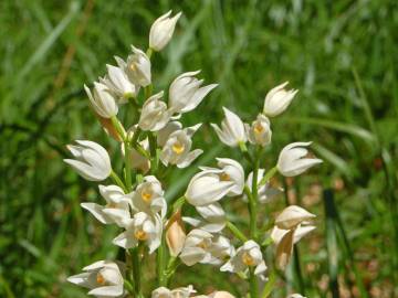 Fotografia da espécie Cephalanthera longifolia