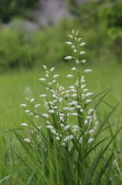 Fotografia da espécie Cephalanthera longifolia