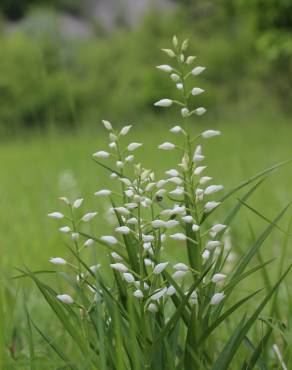 Fotografia 8 da espécie Cephalanthera longifolia no Jardim Botânico UTAD