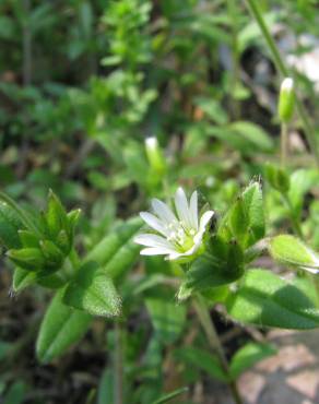 Fotografia 1 da espécie Cerastium fontanum subesp. vulgare no Jardim Botânico UTAD