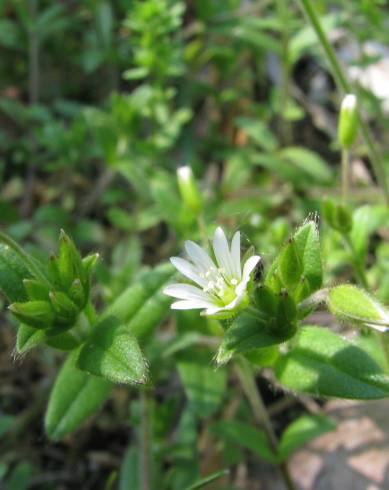 Fotografia de capa Cerastium fontanum subesp. vulgare - do Jardim Botânico