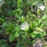 Fotografia 1 da espécie Cerastium fontanum subesp. vulgare do Jardim Botânico UTAD