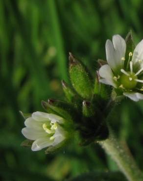 Fotografia 5 da espécie Cerastium fontanum subesp. vulgare no Jardim Botânico UTAD