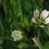 Fotografia 5 da espécie Cerastium fontanum subesp. vulgare do Jardim Botânico UTAD