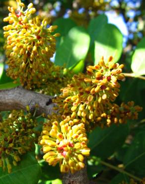 Fotografia 11 da espécie Ceratonia siliqua no Jardim Botânico UTAD