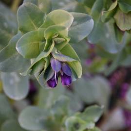 Fotografia da espécie Cerinthe major