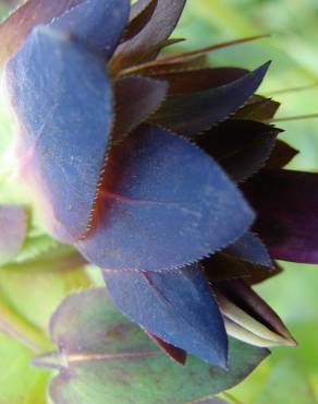 Fotografia 6 da espécie Cerinthe major no Jardim Botânico UTAD