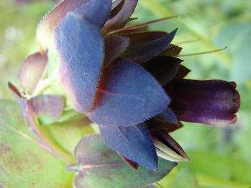 Fotografia da espécie Cerinthe major