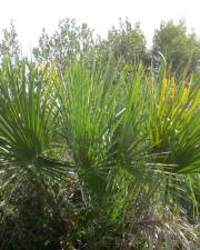 Fotografia da espécie Chamaerops humilis