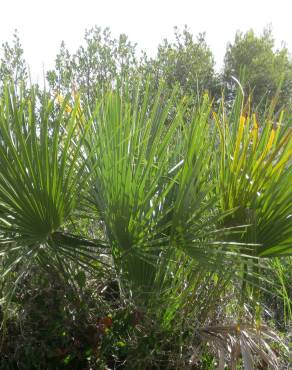 Fotografia 1 da espécie Chamaerops humilis no Jardim Botânico UTAD