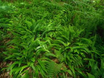 Fotografia da espécie Blechnum spicant subesp. spicant var. spicant