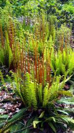 Fotografia da espécie Blechnum spicant subesp. spicant var. spicant