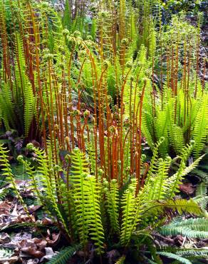 Fotografia 3 da espécie Blechnum spicant subesp. spicant var. spicant no Jardim Botânico UTAD