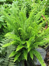 Fotografia da espécie Blechnum spicant subesp. spicant var. spicant