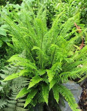 Fotografia 1 da espécie Blechnum spicant subesp. spicant var. spicant no Jardim Botânico UTAD