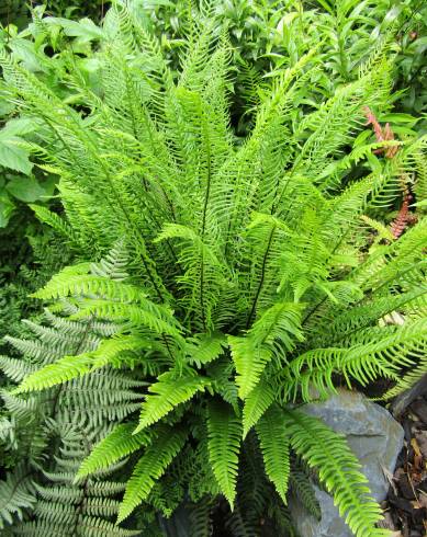 Fotografia de capa Blechnum spicant subesp. spicant var. spicant - do Jardim Botânico