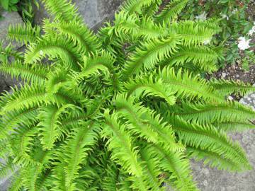 Fotografia da espécie Blechnum spicant subesp. spicant var. spicant