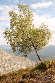 Fotografia da espécie Betula pubescens var. glabrata