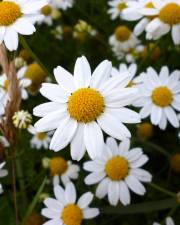 Fotografia da espécie Anthemis arvensis