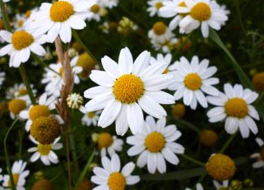 Fotografia da espécie Anthemis arvensis subesp. arvensis