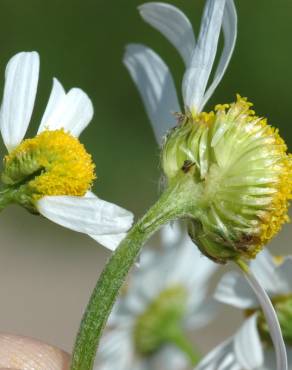 Fotografia 3 da espécie Anthemis arvensis subesp. arvensis no Jardim Botânico UTAD