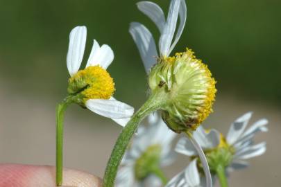 Fotografia da espécie Anthemis arvensis subesp. arvensis