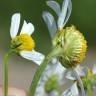 Fotografia 3 da espécie Anthemis arvensis subesp. arvensis do Jardim Botânico UTAD