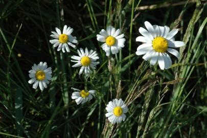 Fotografia da espécie Anthemis arvensis subesp. arvensis