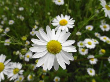 Fotografia da espécie Anthemis arvensis subesp. arvensis