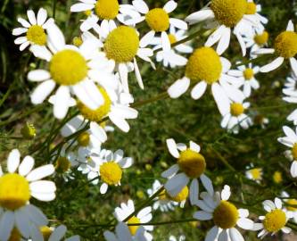 Fotografia da espécie Anthemis arvensis subesp. arvensis