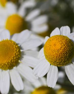 Fotografia 7 da espécie Anthemis arvensis subesp. arvensis no Jardim Botânico UTAD