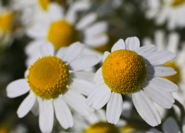 Fotografia da espécie Anthemis arvensis subesp. arvensis