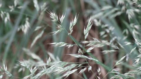 Fotografia da espécie Holcus annuus subesp. duriensis