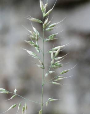 Fotografia 5 da espécie Holcus annuus subesp. duriensis no Jardim Botânico UTAD