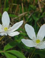 Anemone trifolia subesp. albida