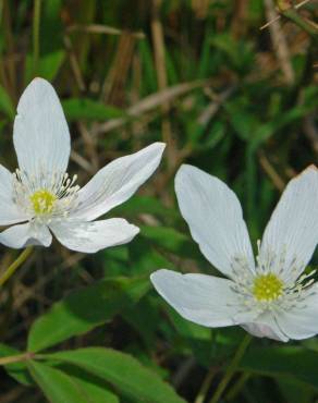 Fotografia 1 da espécie Anemone trifolia subesp. albida no Jardim Botânico UTAD