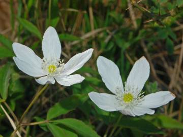 Fotografia da espécie Anemone trifolia subesp. albida