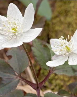 Fotografia 5 da espécie Anemone trifolia subesp. albida no Jardim Botânico UTAD