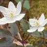 Fotografia 5 da espécie Anemone trifolia subesp. albida do Jardim Botânico UTAD